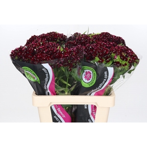 Dianthus Br Am Bordeaux