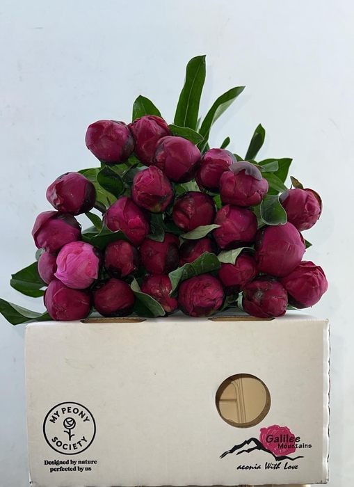 <h4>Paeonia Red Sarah</h4>