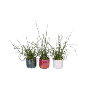 JUNCUS P6  L 66431