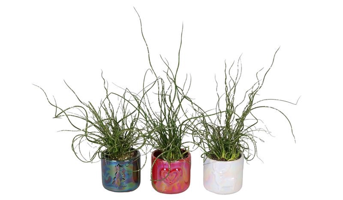 <h4>JUNCUS P6  L 66431</h4>