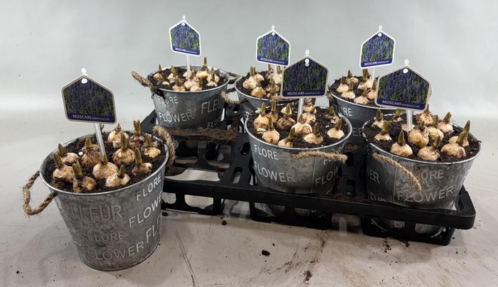 <h4>ARR MUSCARI</h4>