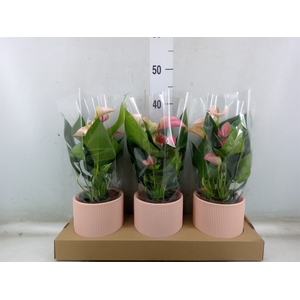 Anthurium andr. 'Joli Peach'