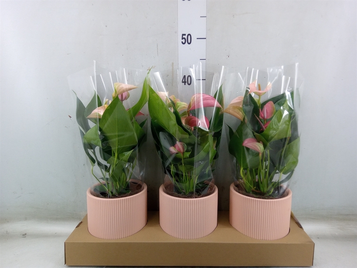 <h4>Anthurium andr. 'Joli Peach'</h4>