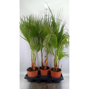 Washingtonia filifera