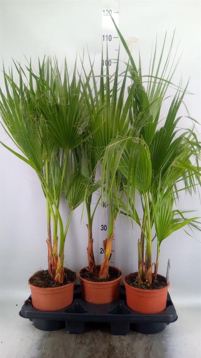 <h4>Washingtonia filifera</h4>