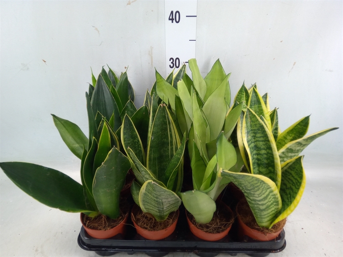 <h4>Sansevieria trifa.   ...</h4>