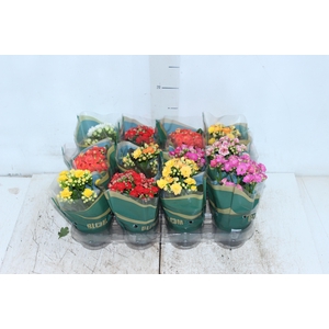 KALANCHOE DOBRADO MINI P09