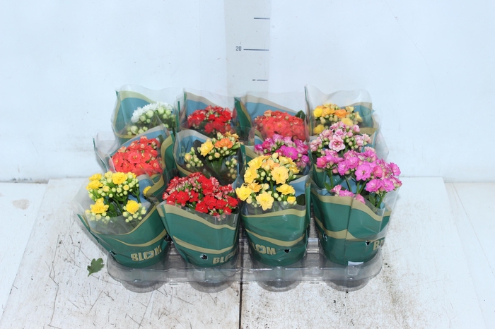 <h4>KALANCHOE DOBRADO MINI P09</h4>