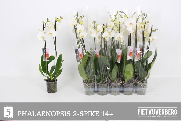 <h4>PHAL OV WIT</h4>