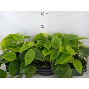 Philodendron scand.