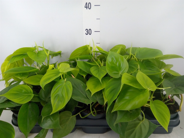 <h4>Philodendron scand.</h4>