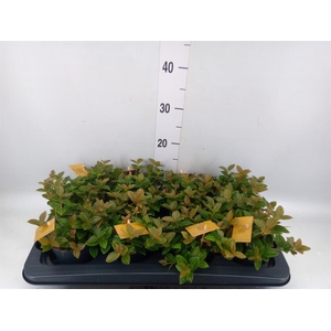 Peperomia angulata