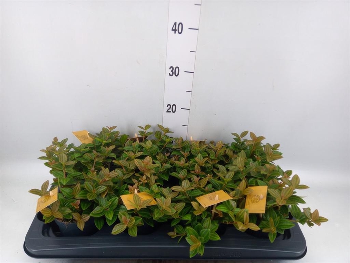 <h4>Peperomia angulata</h4>