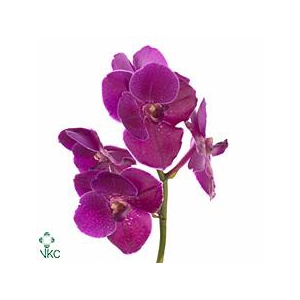 Vanda fuchsia magic