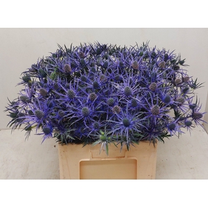 ERYN BLUE SURPRISE