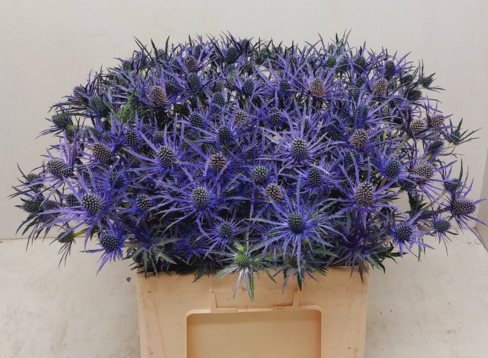 <h4>ERYN BLUE SURPRISE</h4>