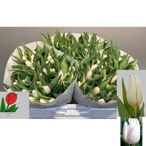 <h4>TU EN WHITE PRINCE</h4>