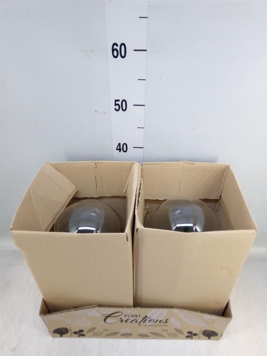 <h4>Arr.  Succulents H%</h4>