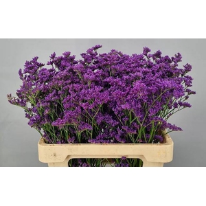 Limonium Kansas Blue Tonie