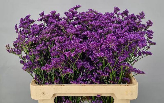 <h4>Limonium Kansas Blue Tonie</h4>