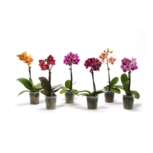 Phal Tiny Dolls Mix 1T7+ zonder Aqu@