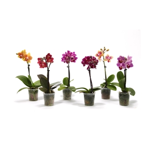Phal Tiny Dolls Mix 1T7+ zonder Aqu@
