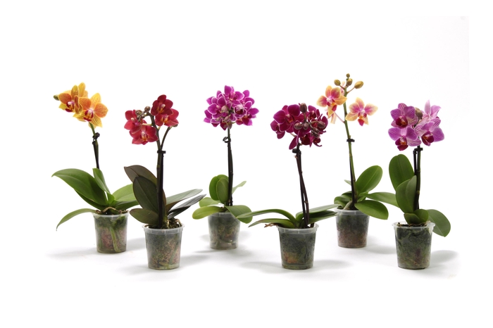 <h4>Phal Tiny Dolls Mix 1T7+ zonder Aqu@</h4>