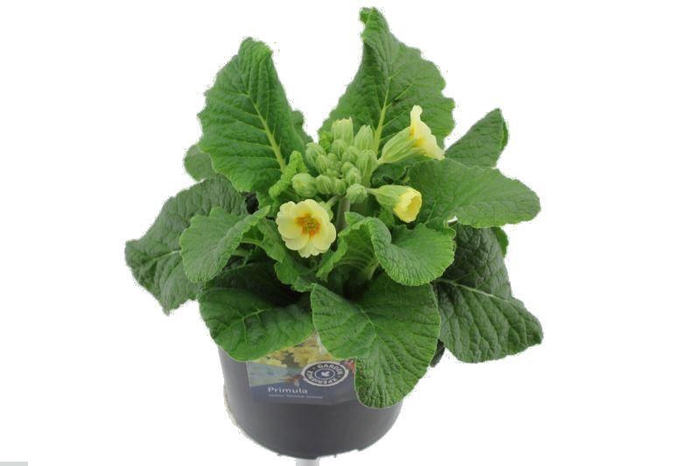 <h4>Primula elatior Veristar White Cream Orange Eye</h4>