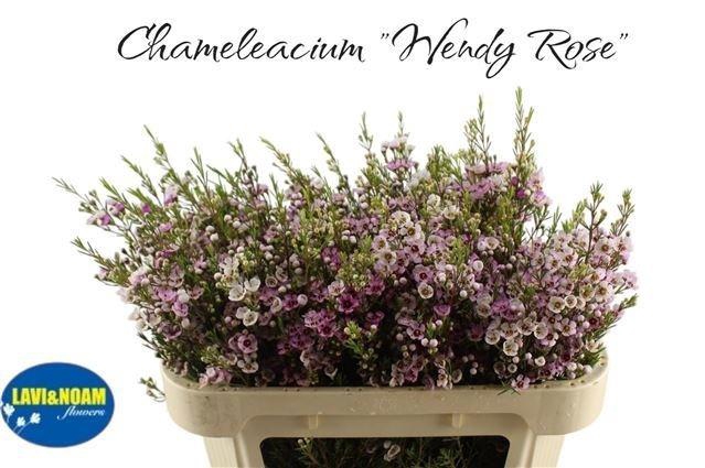 <h4>Chame Un Wendy Rose</h4>