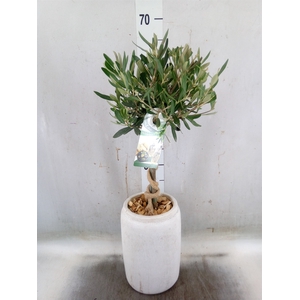 Arr.   Tuinplanten H%