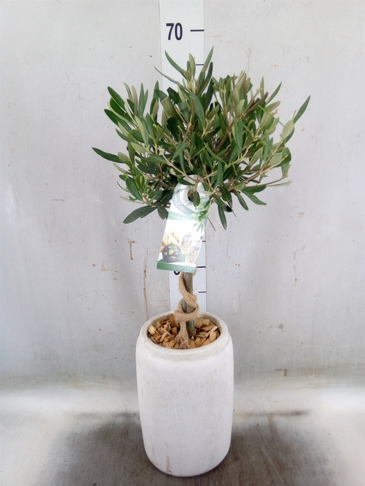 <h4>Arr.   Tuinplanten H%</h4>