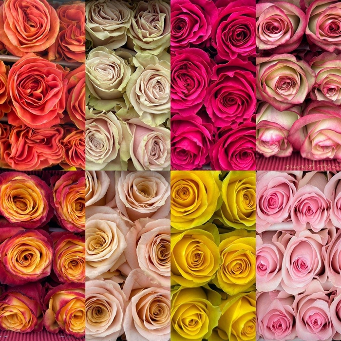 <h4>R Eq Mix 60cm By Box</h4>