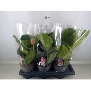 Medinilla magn. 'Flamenco'