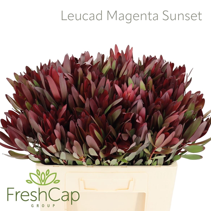 Leucad Magenta Sunset