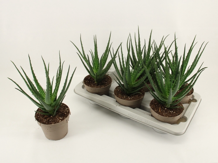 <h4>ALOE ARBORESCENS</h4>