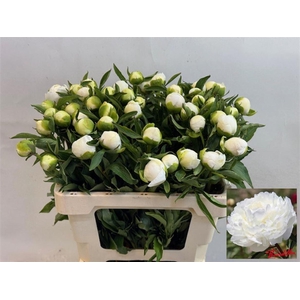 PAEO L DUCHES D NEMO