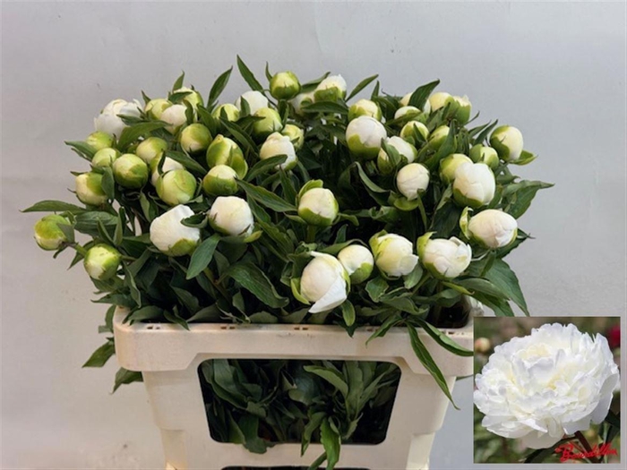 <h4>PAEO L DUCHES D NEMO</h4>