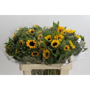 Helianthus Orange Fire