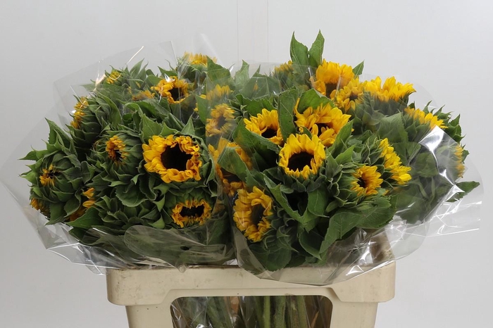 <h4>Helianthus Orange Fire</h4>