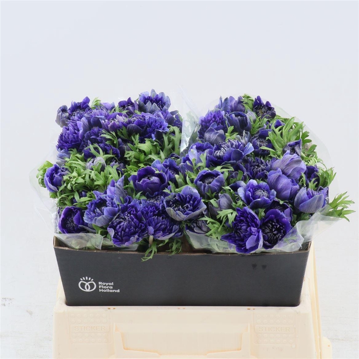 <h4>Anemone Fullstar Deep Blue</h4>