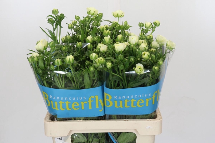 <h4>Ranunculus Butterfly Graces</h4>