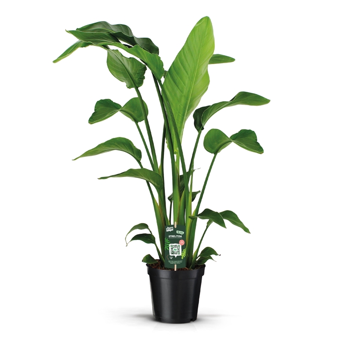 <h4>Strelitzia Nicolai 21 4 STEKKEN!</h4>