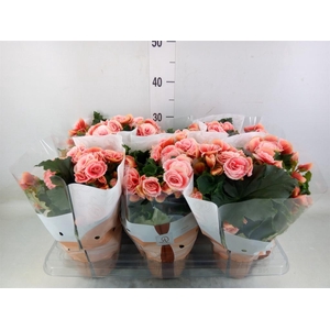 Begonia elat. DU 'Borias'