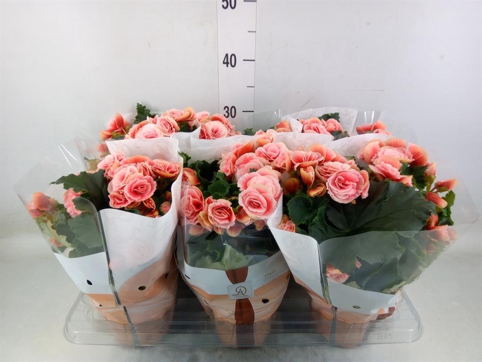 <h4>Begonia elat. DU 'Borias'</h4>