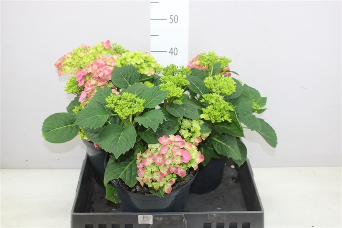 <h4>Hydrangea Macr Freudenstein 4-6</h4>