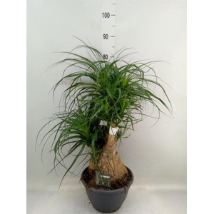 Beaucarnea recurvata