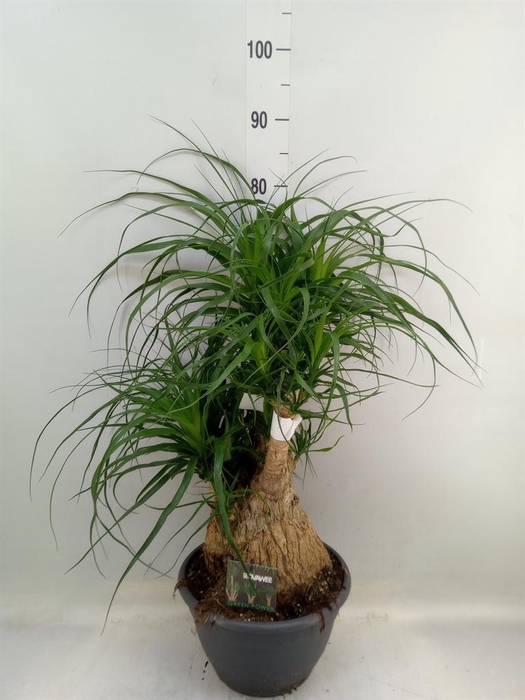 <h4>Beaucarnea recurvata</h4>