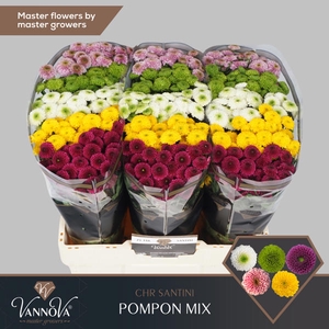 Chr San Mix Pompon VannoVa