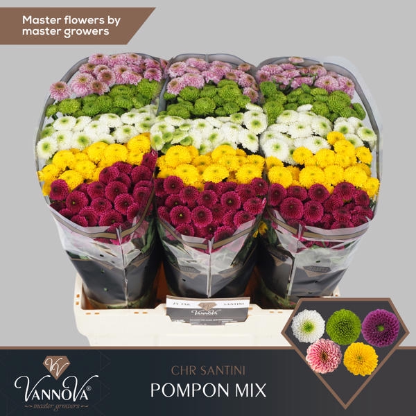 <h4>Chr San Mix Pompon VannoVa</h4>