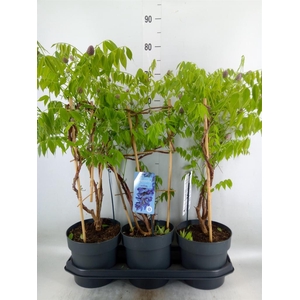 Wisteria frutes. 'Amethyst Falls'